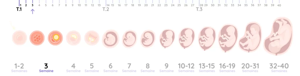 Illustration du développement de l'embryon pendant la grossesse, de la semaine 3