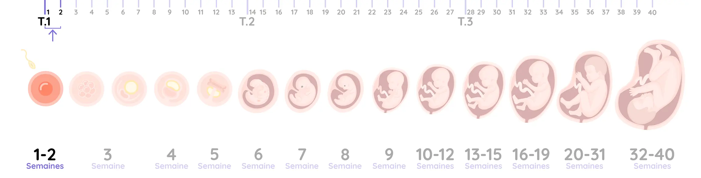 Illustration du développement de l'embryon pendant la grossesse, de la semaine 1 & 2