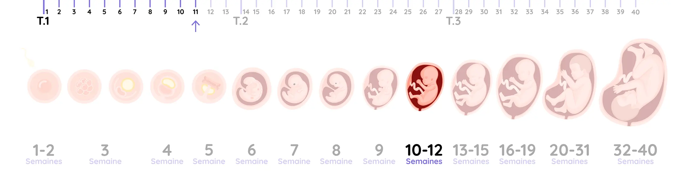 Illustration du développement du fœtus pendant la grossesse, de la semaine 11