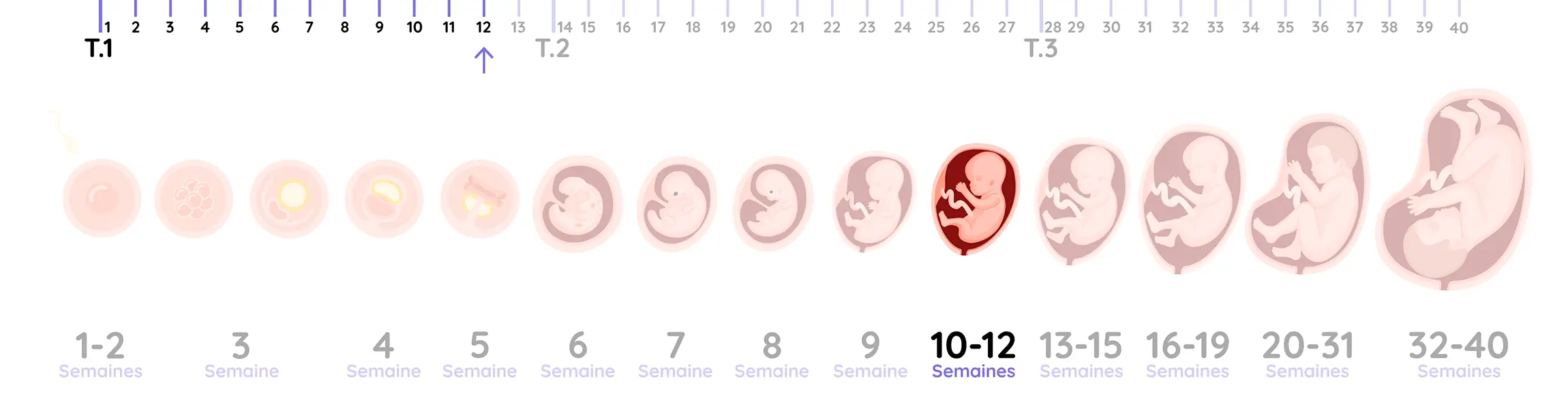 Illustration du développement du fœtus pendant la grossesse, de la semaine 12