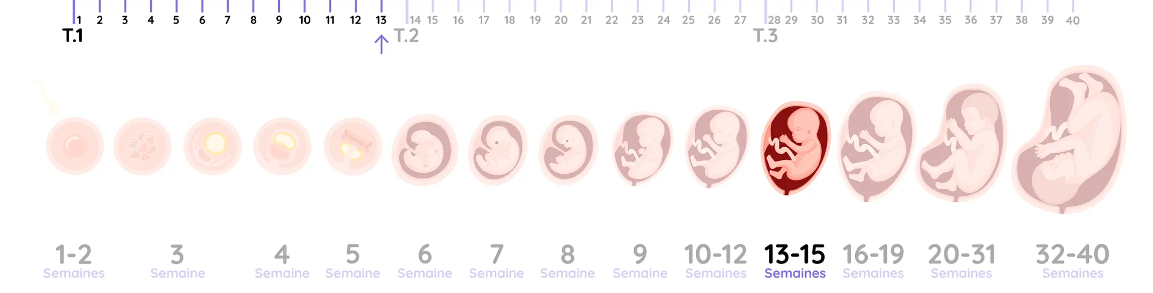 Illustration du développement du fœtus pendant la grossesse, de la semaine 13