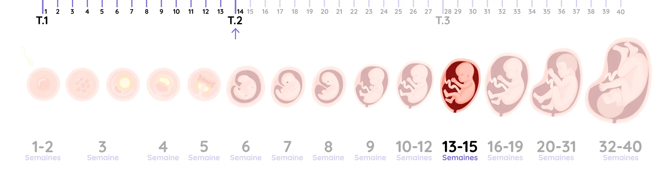 Illustration du développement du fœtus pendant la grossesse, de la semaine 14