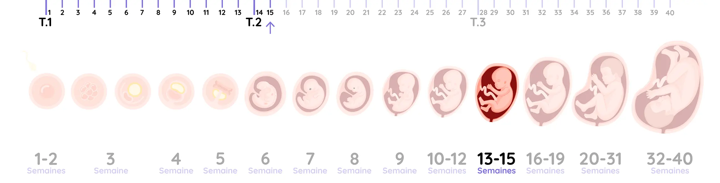 Illustration du développement du fœtus pendant la grossesse, de la semaine 15