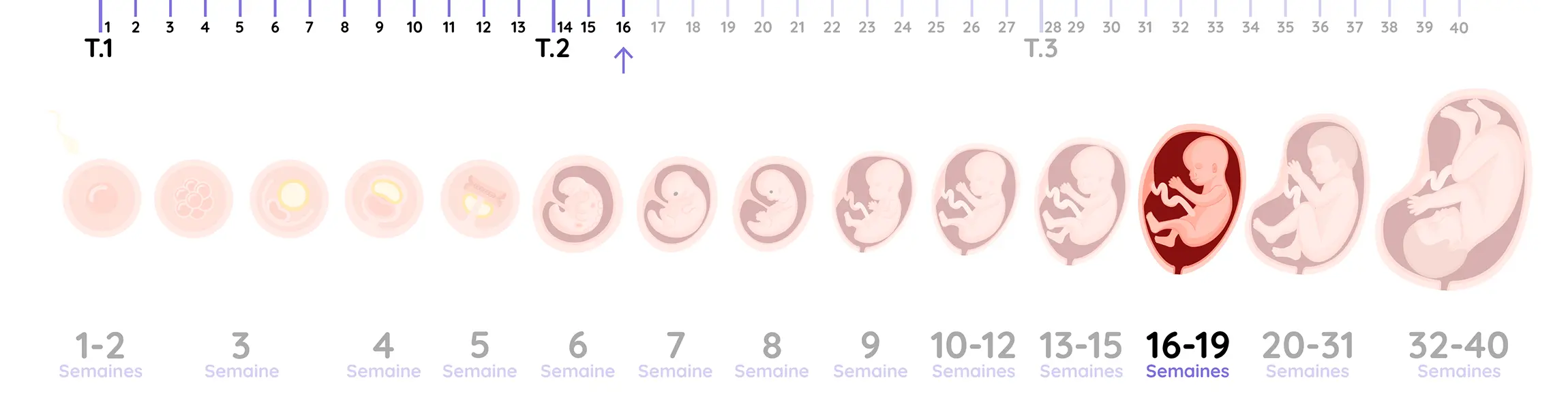 Illustration du développement du fœtus pendant la grossesse, de la semaine 16