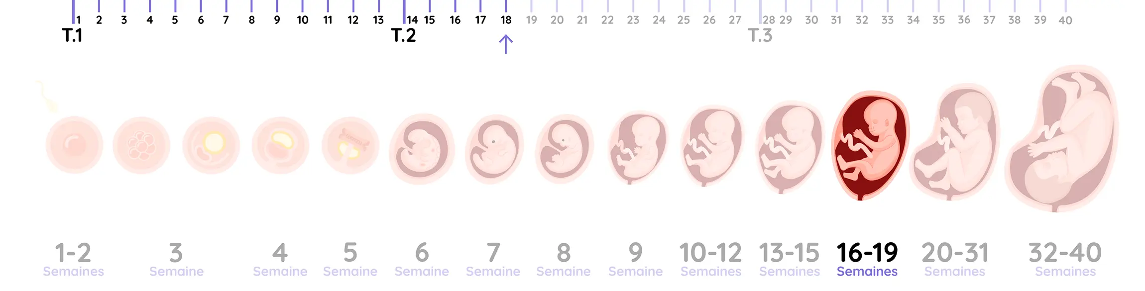 Illustration du développement du fœtus pendant la grossesse, de la semaine 18