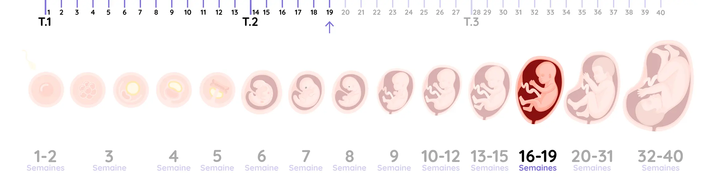 Illustration du développement du fœtus pendant la grossesse, de la semaine 19