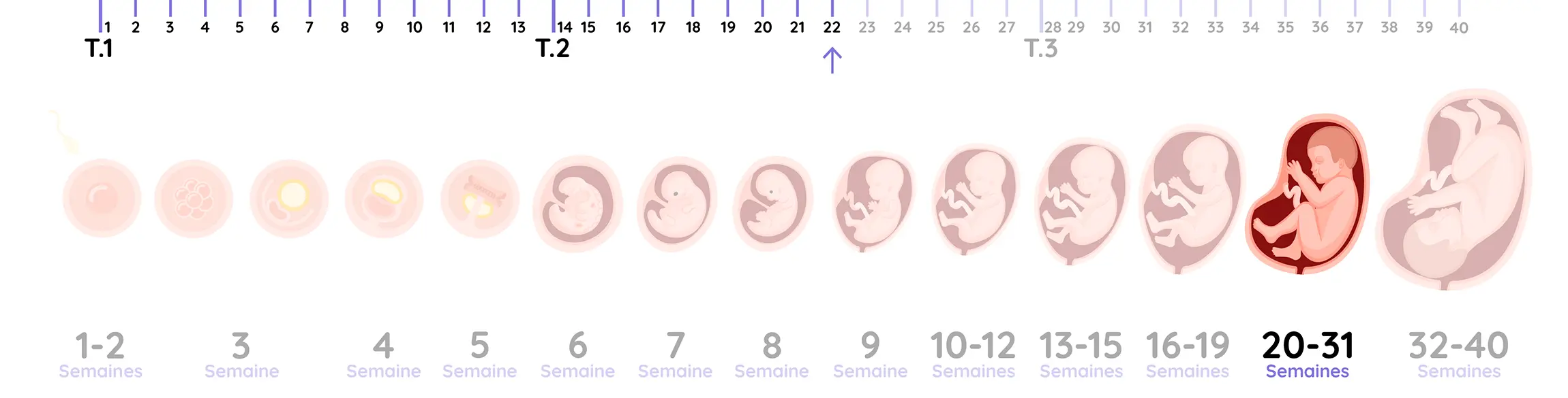 Illustration du développement du fœtus pendant la grossesse, de la semaine 22