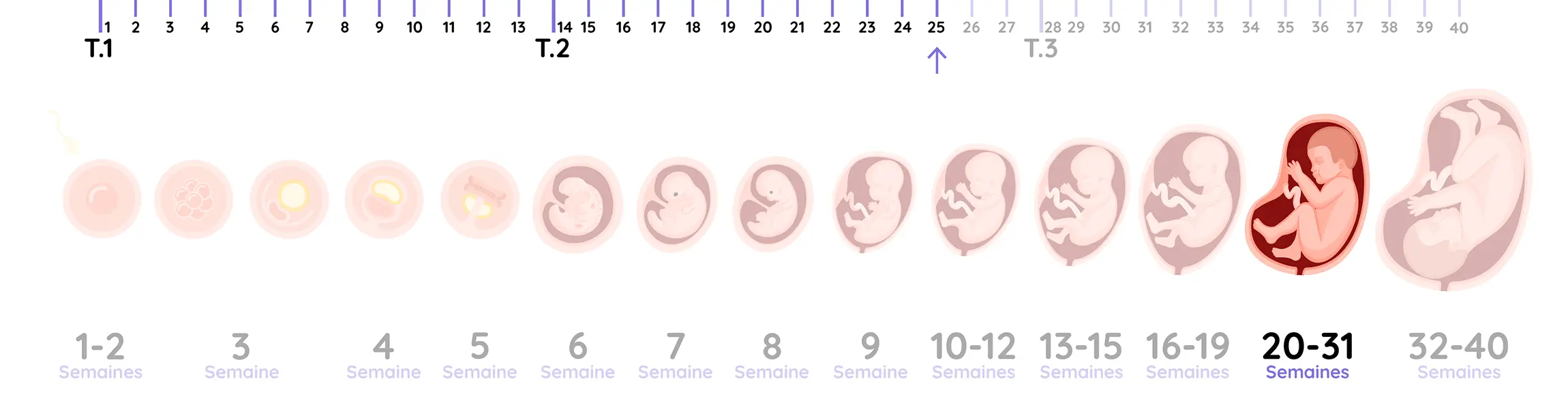 Illustration du développement du fœtus pendant la grossesse, de la semaine 25