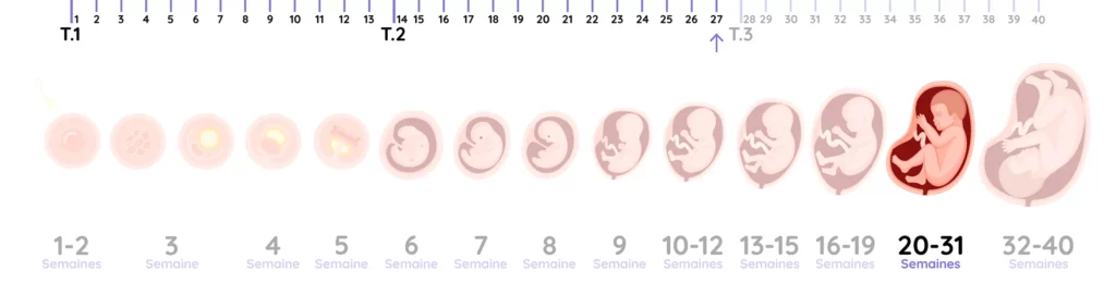 Illustration du développement du fœtus pendant la grossesse, de la semaine 27