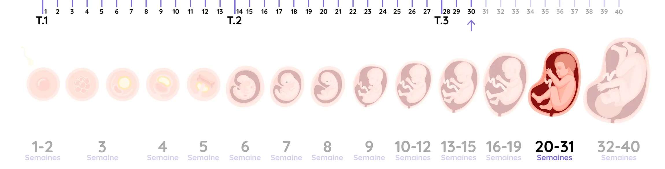 Illustration du développement du fœtus pendant la grossesse, de la semaine 30