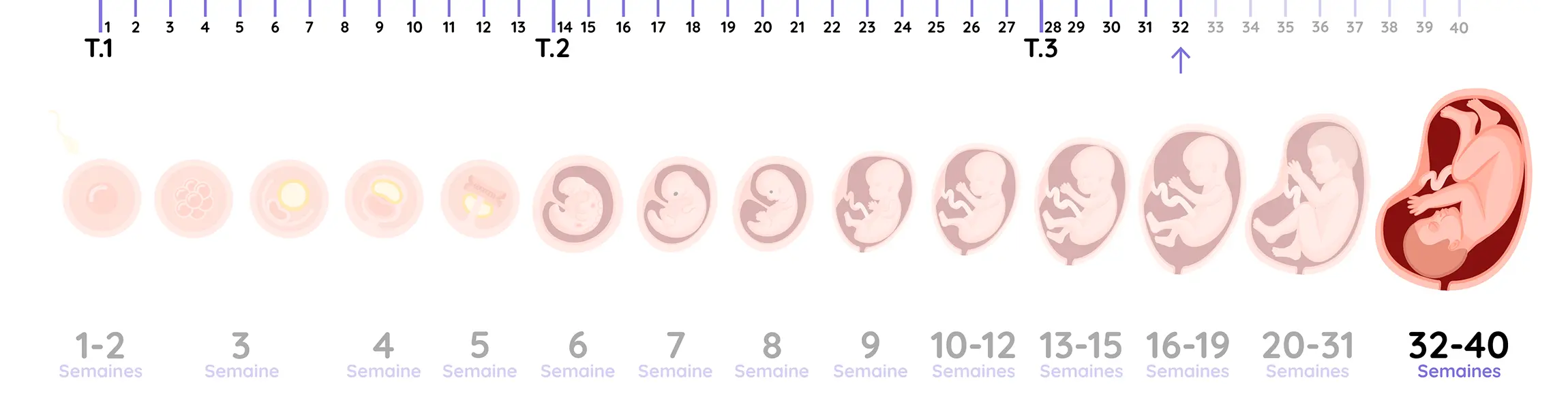 Illustration du développement du fœtus pendant la grossesse, de la semaine 32