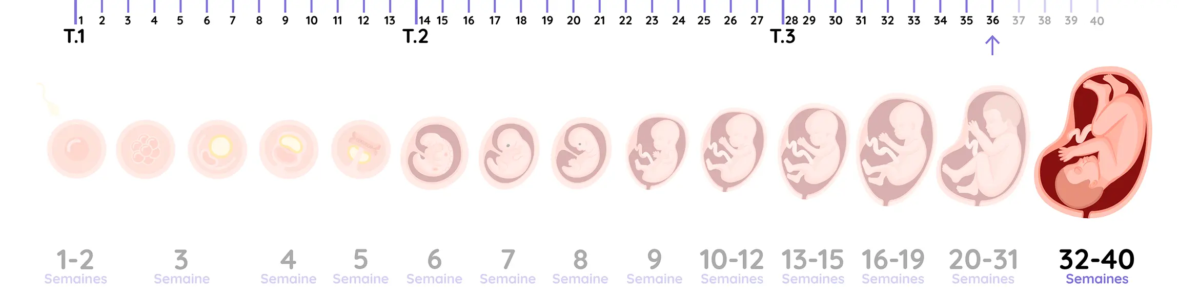 Illustration du développement du fœtus pendant la grossesse, de la semaine 36
