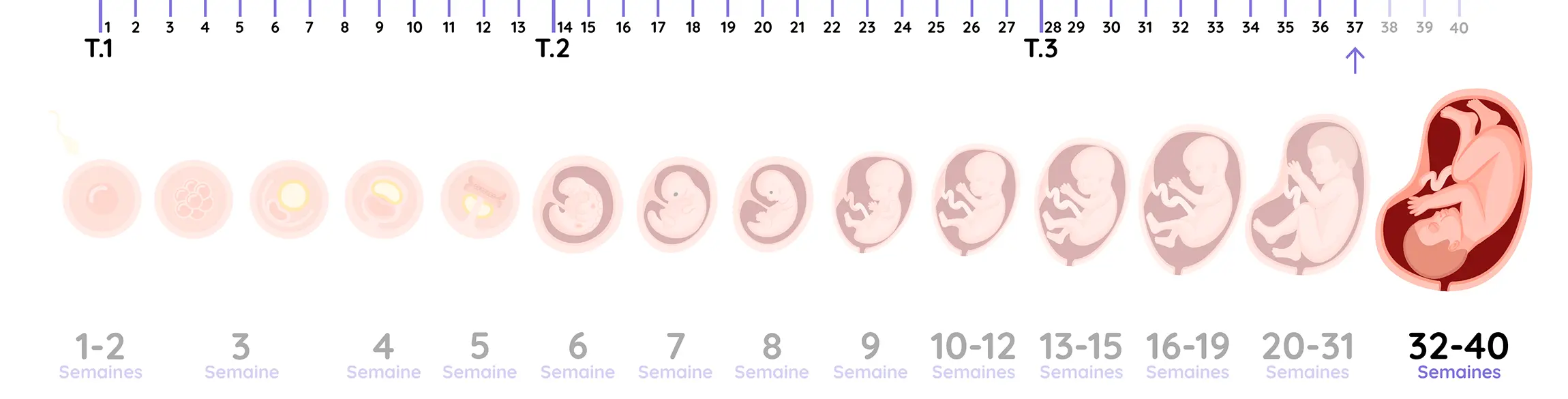 Illustration du développement du fœtus pendant la grossesse, de la semaine 37