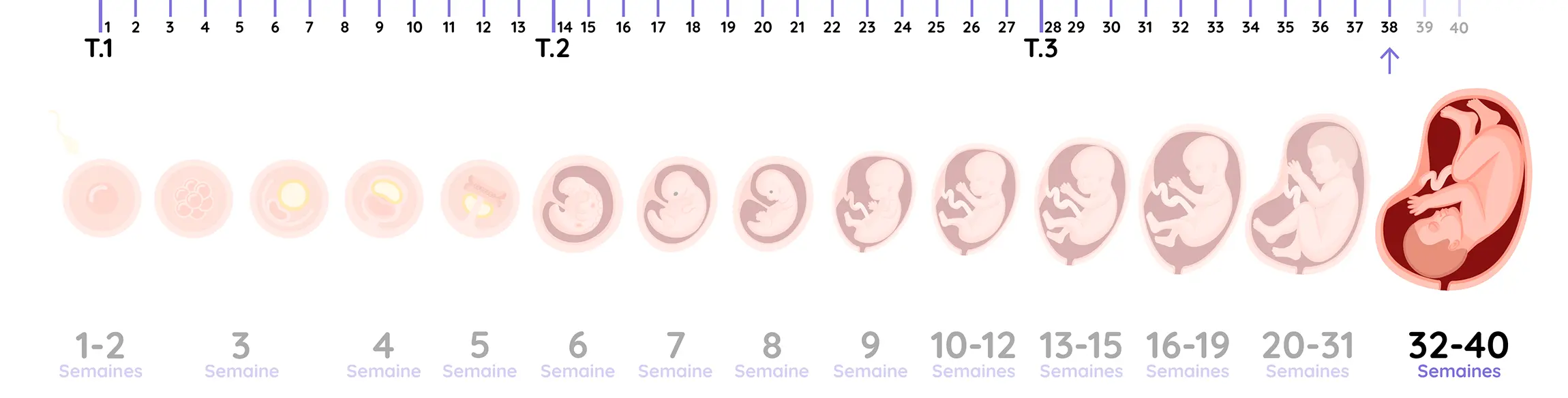 Illustration du développement du fœtus pendant la grossesse, de la semaine 38
