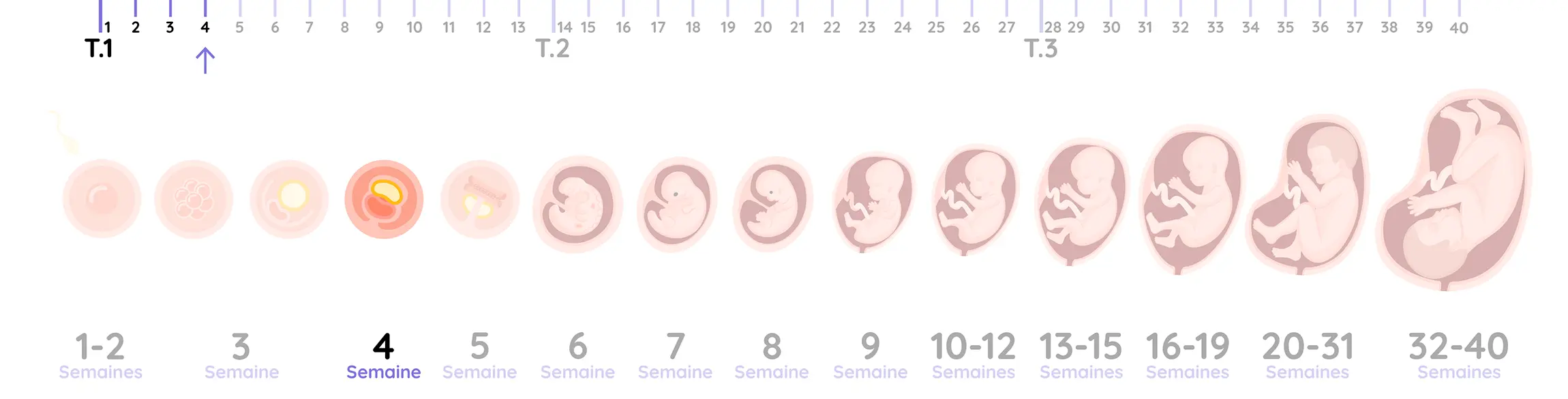 Illustration du développement de l'embryon pendant la grossesse, de la semaine 4