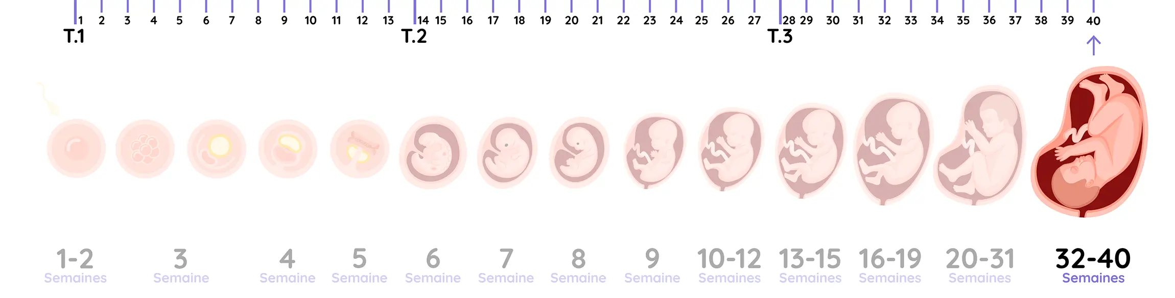 Schéma de l’évolution du fœtus semaine par semaine pendant la grossesse jusqu’à la 40e semaine