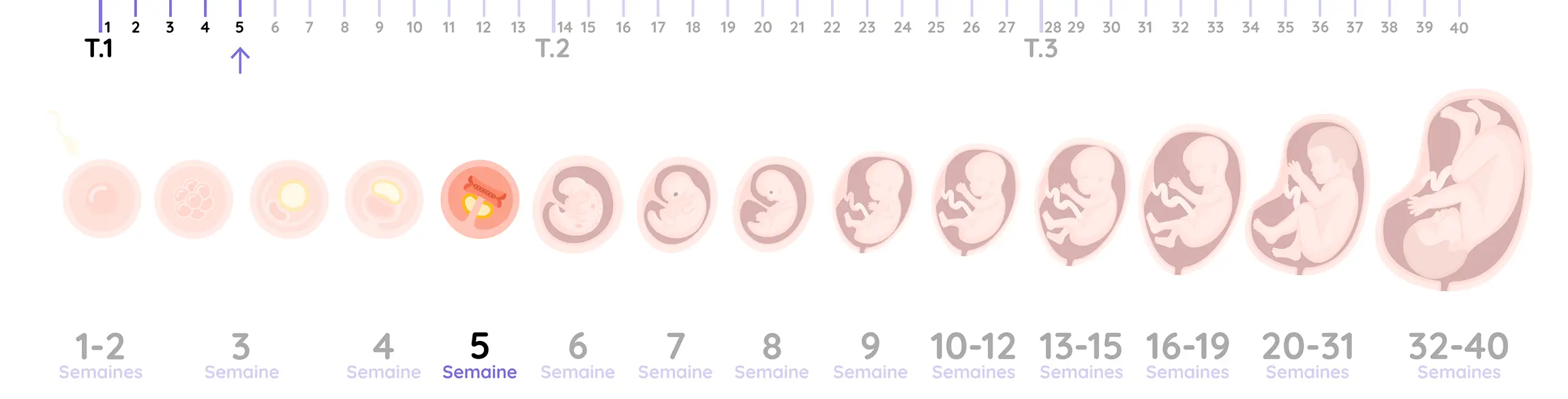 Illustration du développement de l'embryon pendant la grossesse, de la semaine 5
