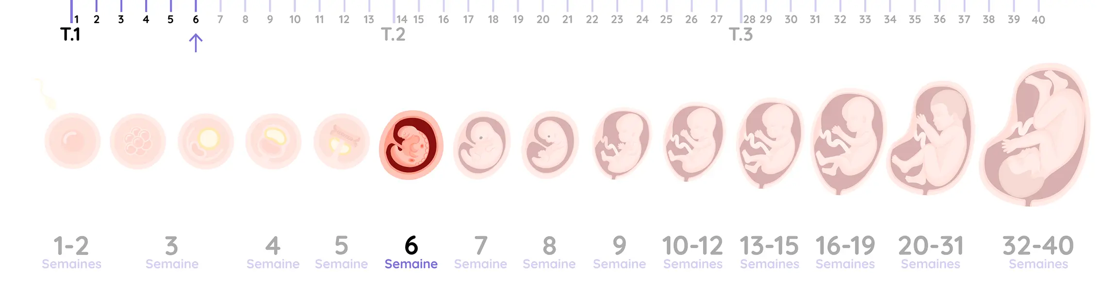 Illustration du développement de l'embryon pendant la grossesse, de la semaine 6