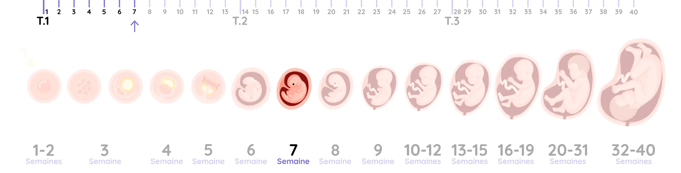Illustration du développement de l'embryon pendant la grossesse, de la semaine 7