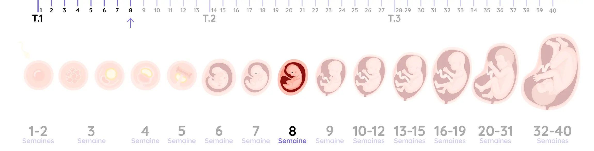 Illustration du développement de l'embryon pendant la grossesse, de la semaine 8