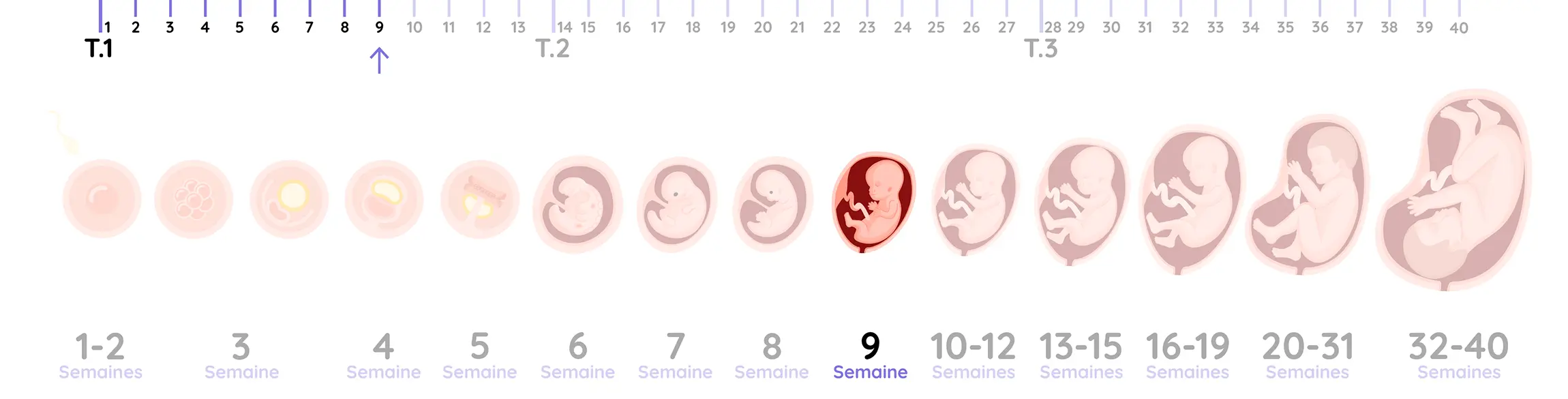 Illustration du développement de l'embryon pendant la grossesse, de la semaine 9